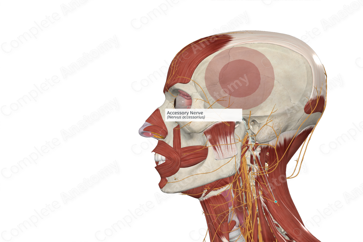 Accessory Nerve