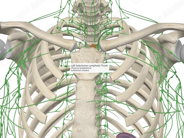 Left Subclavian Lymphatic Trunk