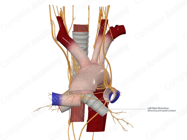 Left Main Bronchus