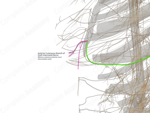 Anterior Cutaneous Branch of Sixth Intercostal Nerve (Right)