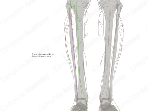 Crural Interosseus Nerve (Right)