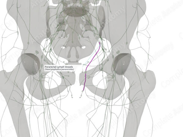 Pararectal Lymph Vessels (Left)