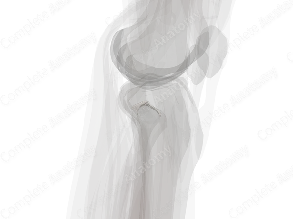 Superior Tibiofibular Joint (Left)