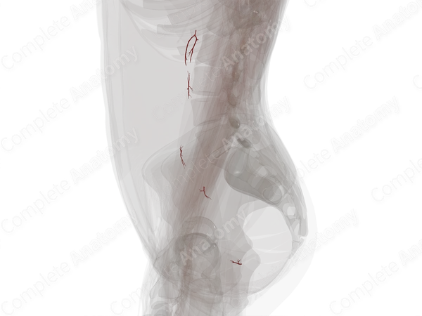 Arteries of Ureter (Left)