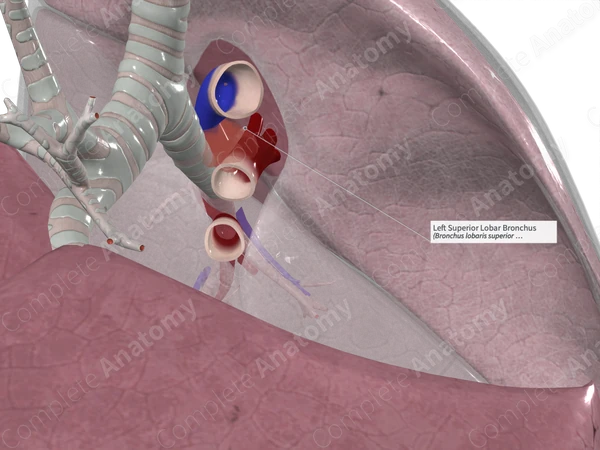 Left Superior Lobar Bronchus