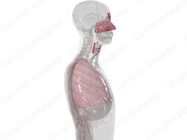 Respiratory System