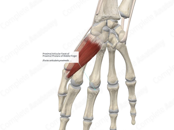 Proximal Articular Facet of Proximal Phalanx of Middle Finger