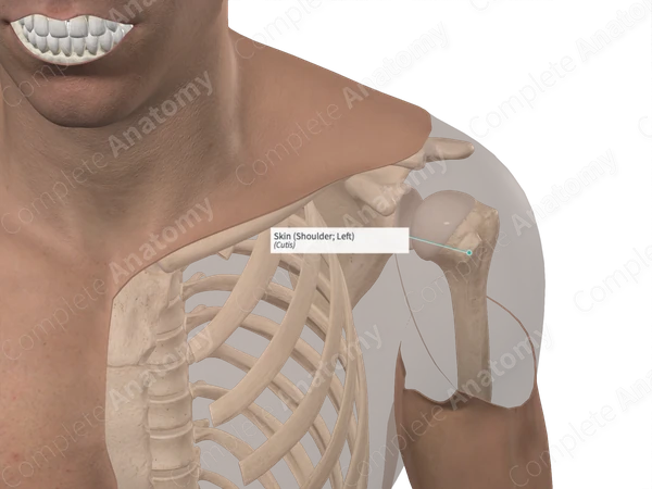 Skin (Shoulder; Left)