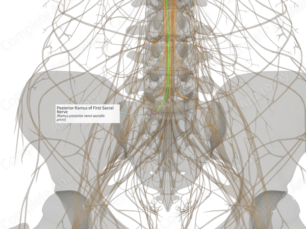 Posterior Ramus of First Sacral Nerve (Right)