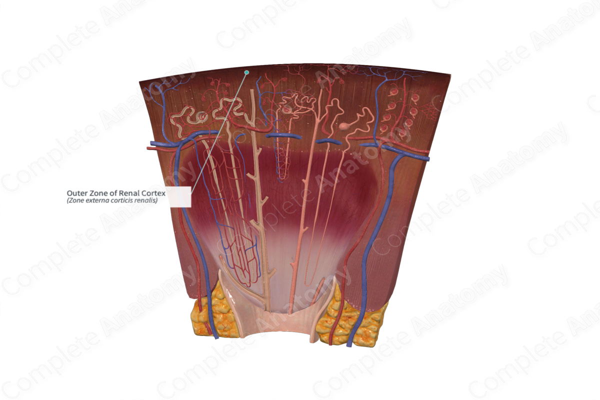 Outer Zone of Renal Cortex