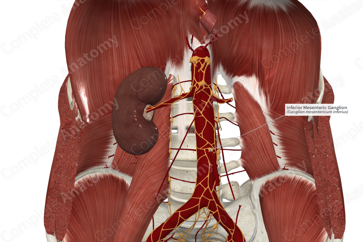 Inferior Mesenteric Ganglion | Complete Anatomy