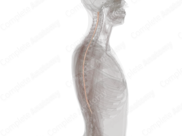 Gray Matter of Spinal Cord