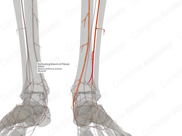 Perforating Branch of Fibular Artery (Left)
