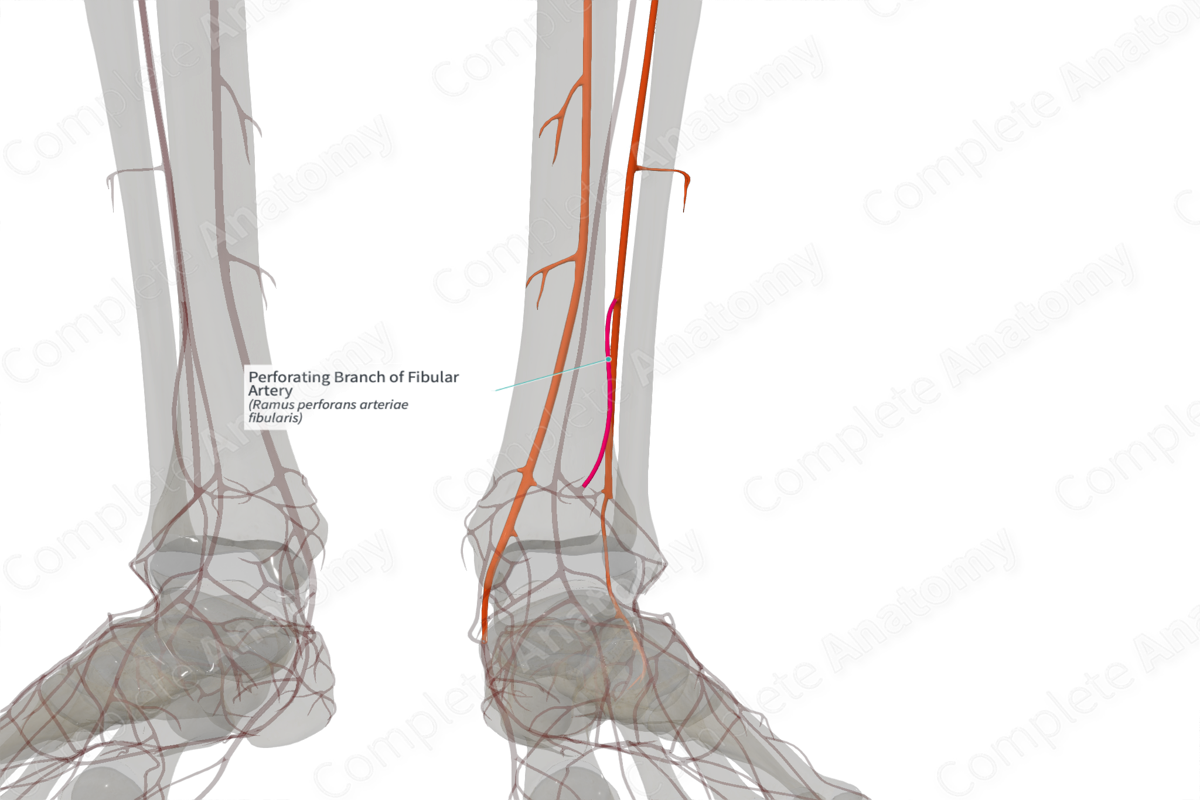 Perforating Branch of Fibular Artery (Left)