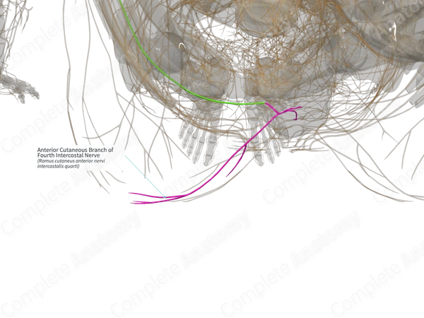 Anterior Cutaneous Branch of Fourth Intercostal Nerve (Left)