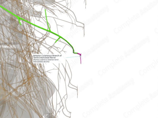 Anterior Cutaneous Branch of Tenth Intercostal Nerve (Right)