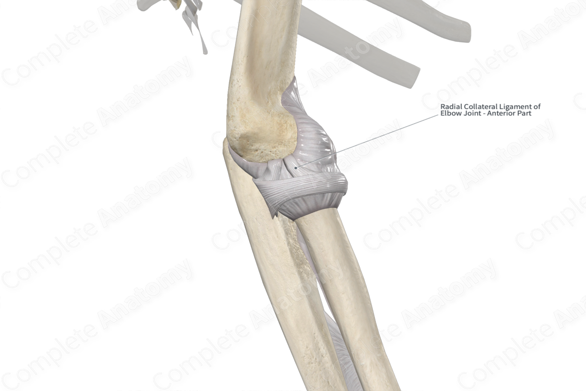 Radial Collateral Ligament 
