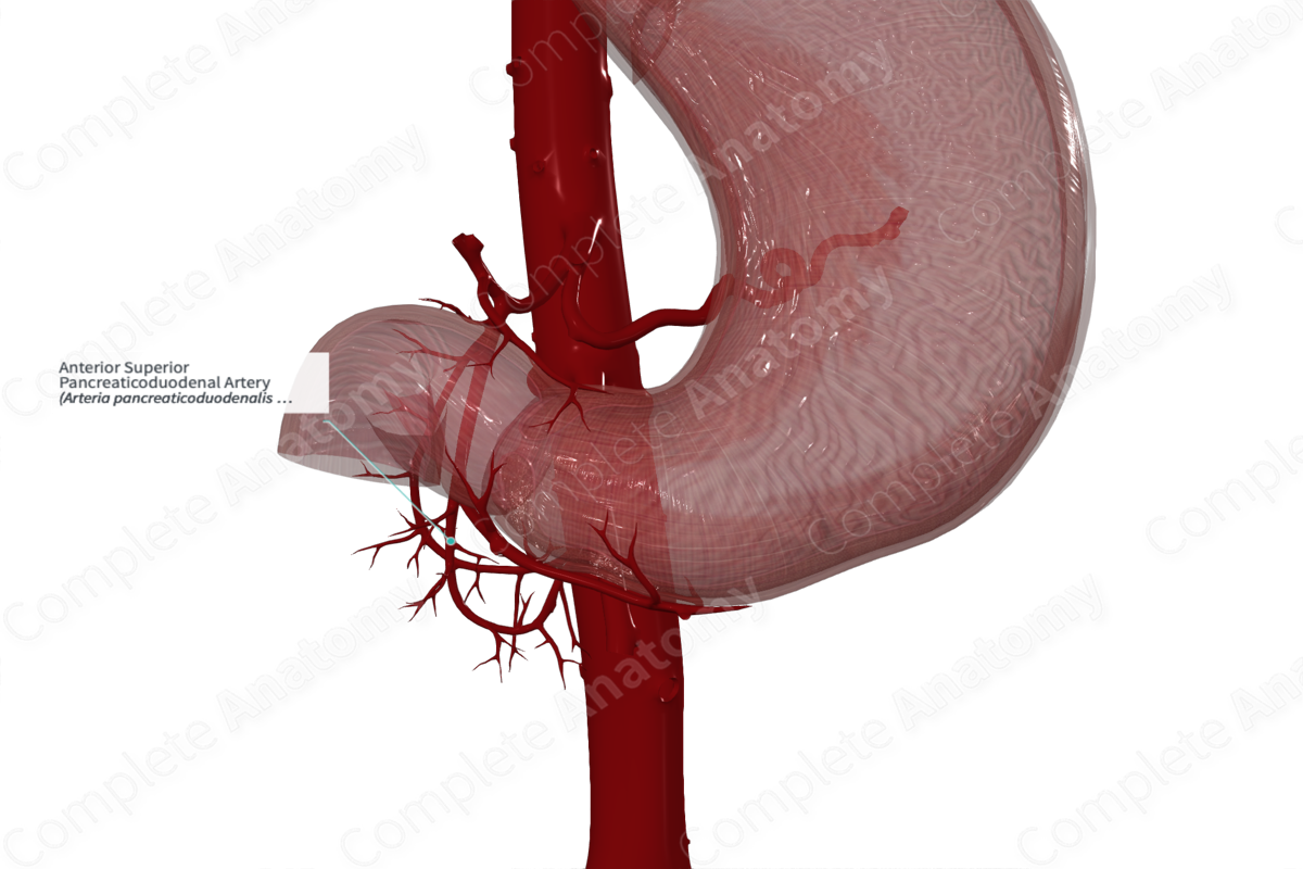 Anterior Superior Pancreaticoduodenal Artery