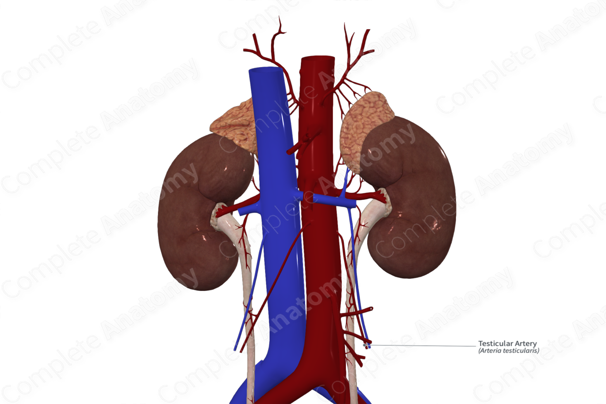 Testicular Artery 