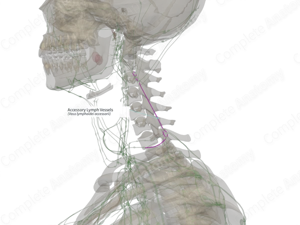 Accessory Lymph Vessels (Left)