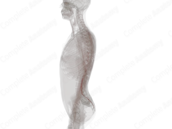 Radicular Arteries (Left)