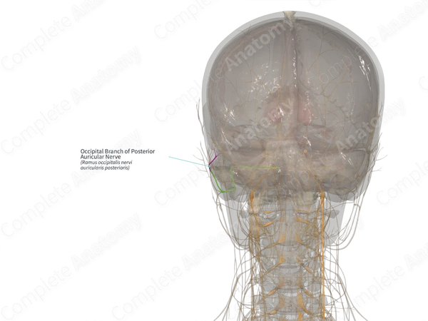 Occipital Branch of Posterior Auricular Nerve (Left)