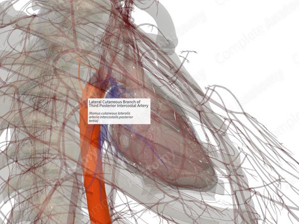 Lateral Cutaneous Branch of Third Posterior Intercostal Artery (Left)
