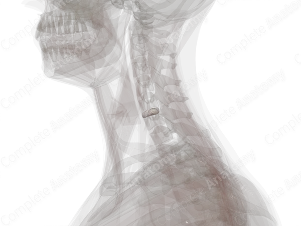 Intervertebral Disc (C5-C6)