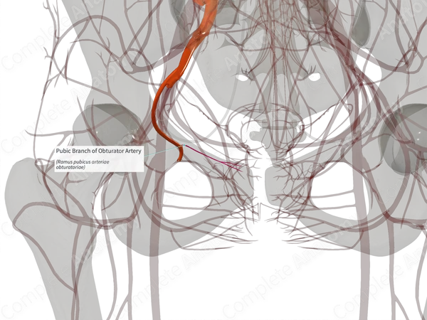Pubic Branch of Obturator Artery (Right)