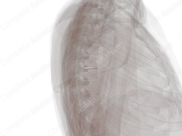 Intervertebral Symphysis (T6-T7)