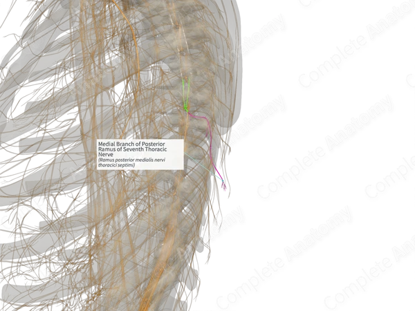Medial Branch of Posterior Ramus of Seventh Thoracic Nerve (Right)