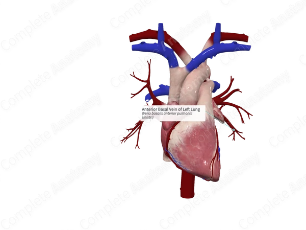 Anterior Basal Vein of Left Lung
