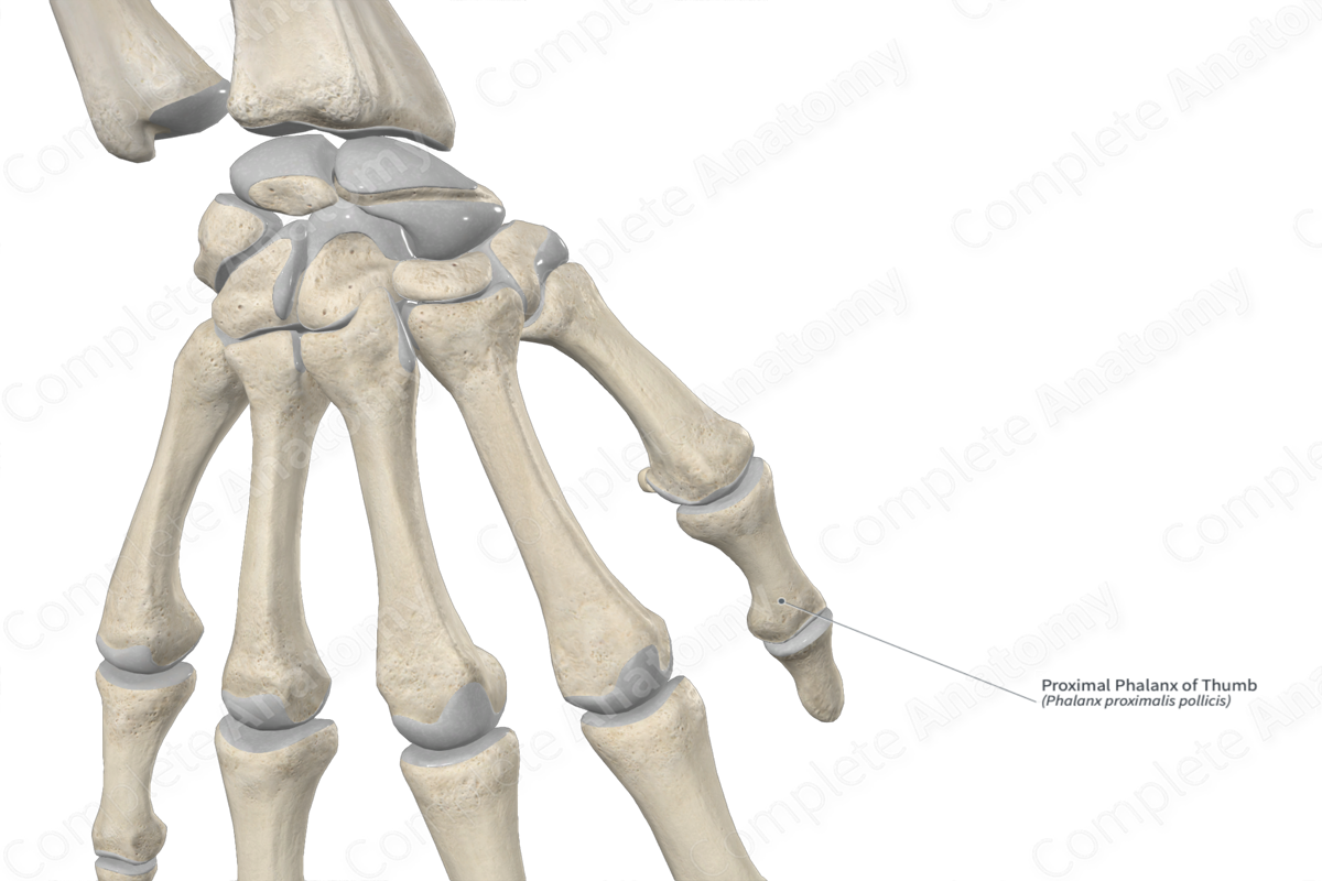 Proximal Phalanx of Thumb 