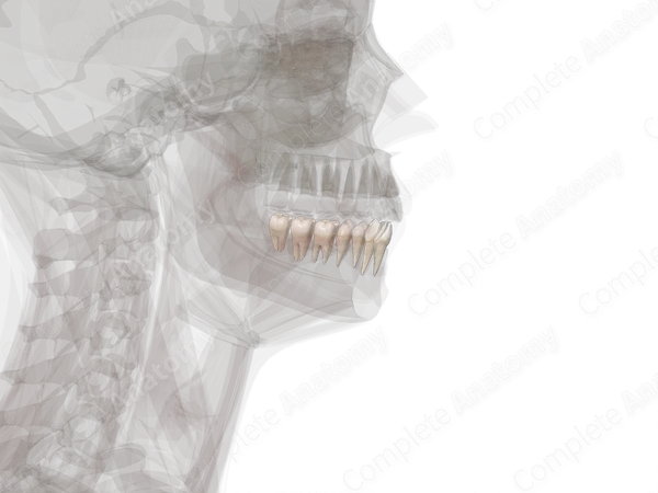 Mandibular Dental Arch (Left Quadrant)
