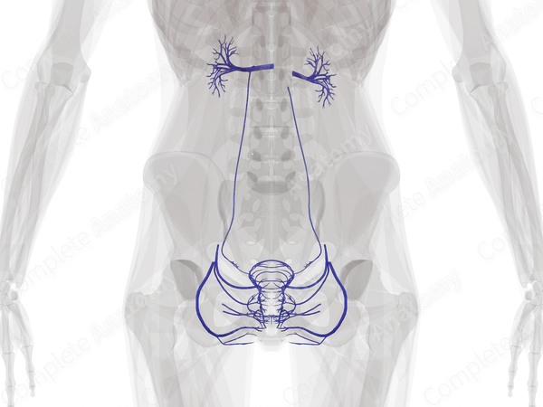 Veins of Urogenital System