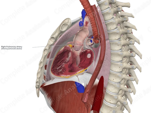 Right Pulmonary Artery