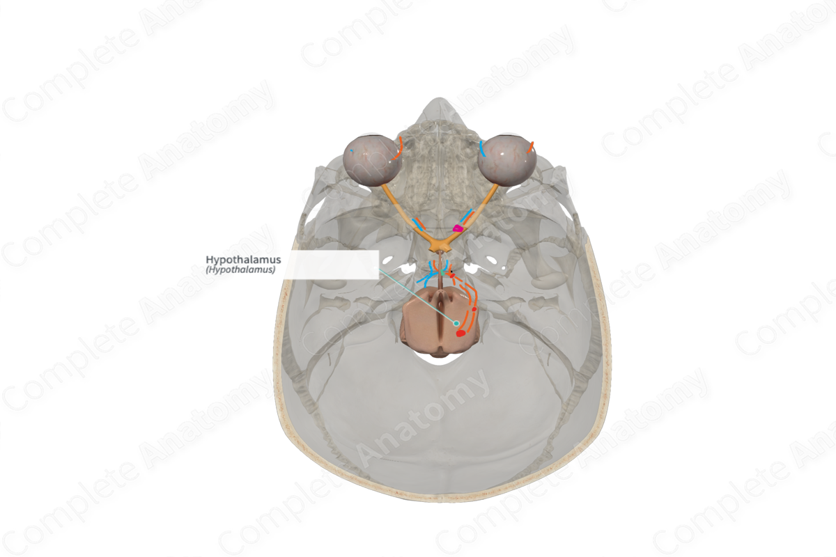 Complete Anatomy Biology Diagrams