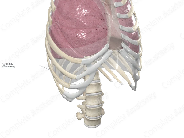Eighth Rib