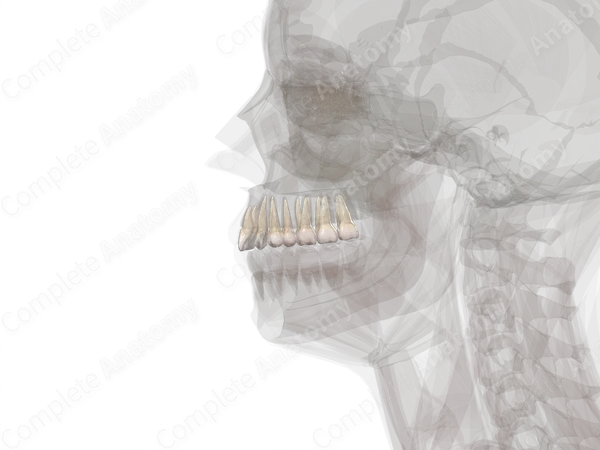 Maxillary Dental Arch (Right Quadrant)