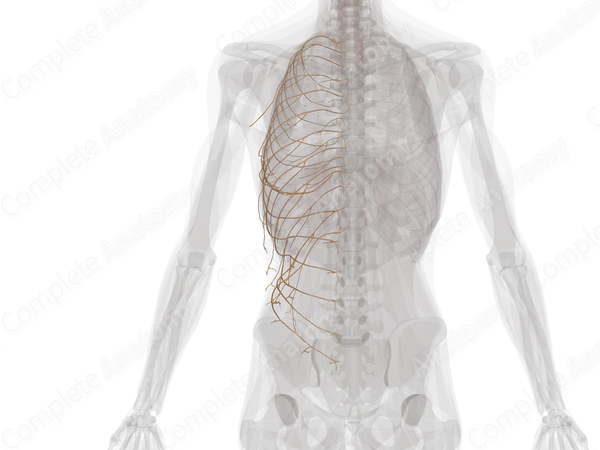 Anterior Rami of Thoracic Nerves (Left)