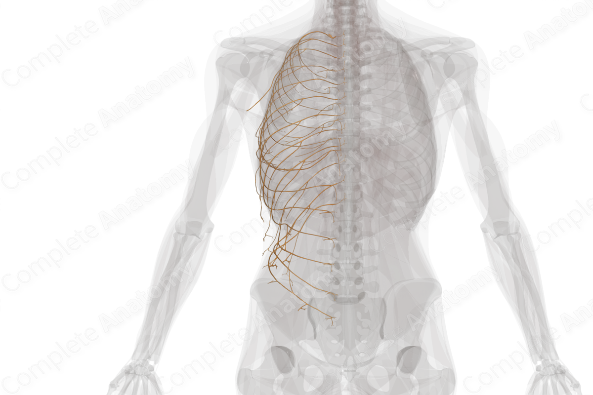 Anterior Rami of Thoracic Nerves (Left)