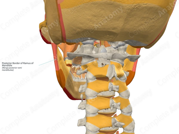 Posterior Border of Ramus of Mandible (Right)