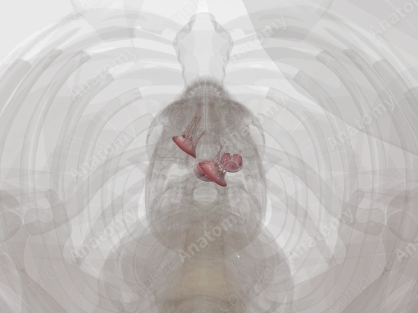 Cardiac Valves