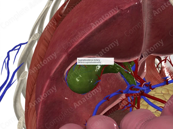 Supraduodenal Artery
