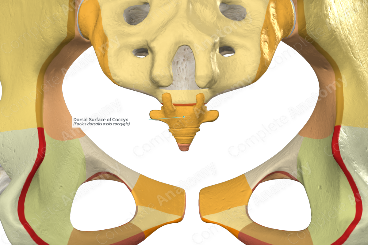 Dorsal Surface of Coccyx
