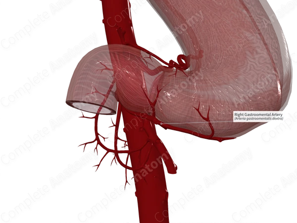 Right Gastroomental Artery