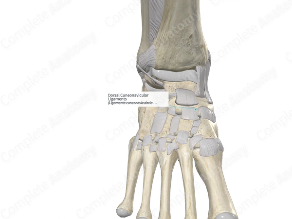 Dorsal Cuneonavicular Ligaments 