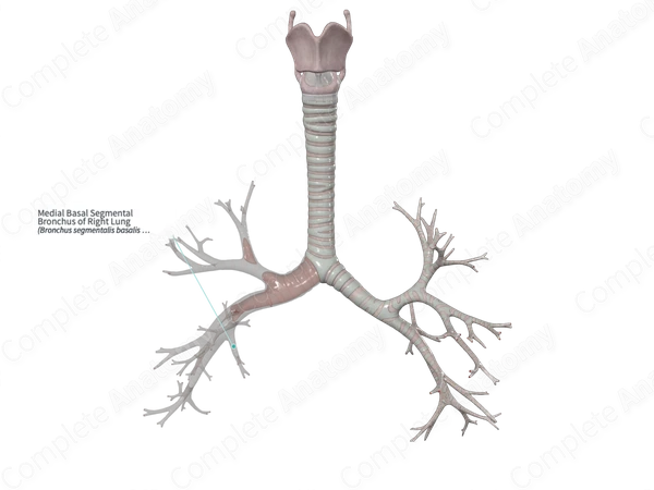 Medial Basal Segmental Bronchus of Right Lung