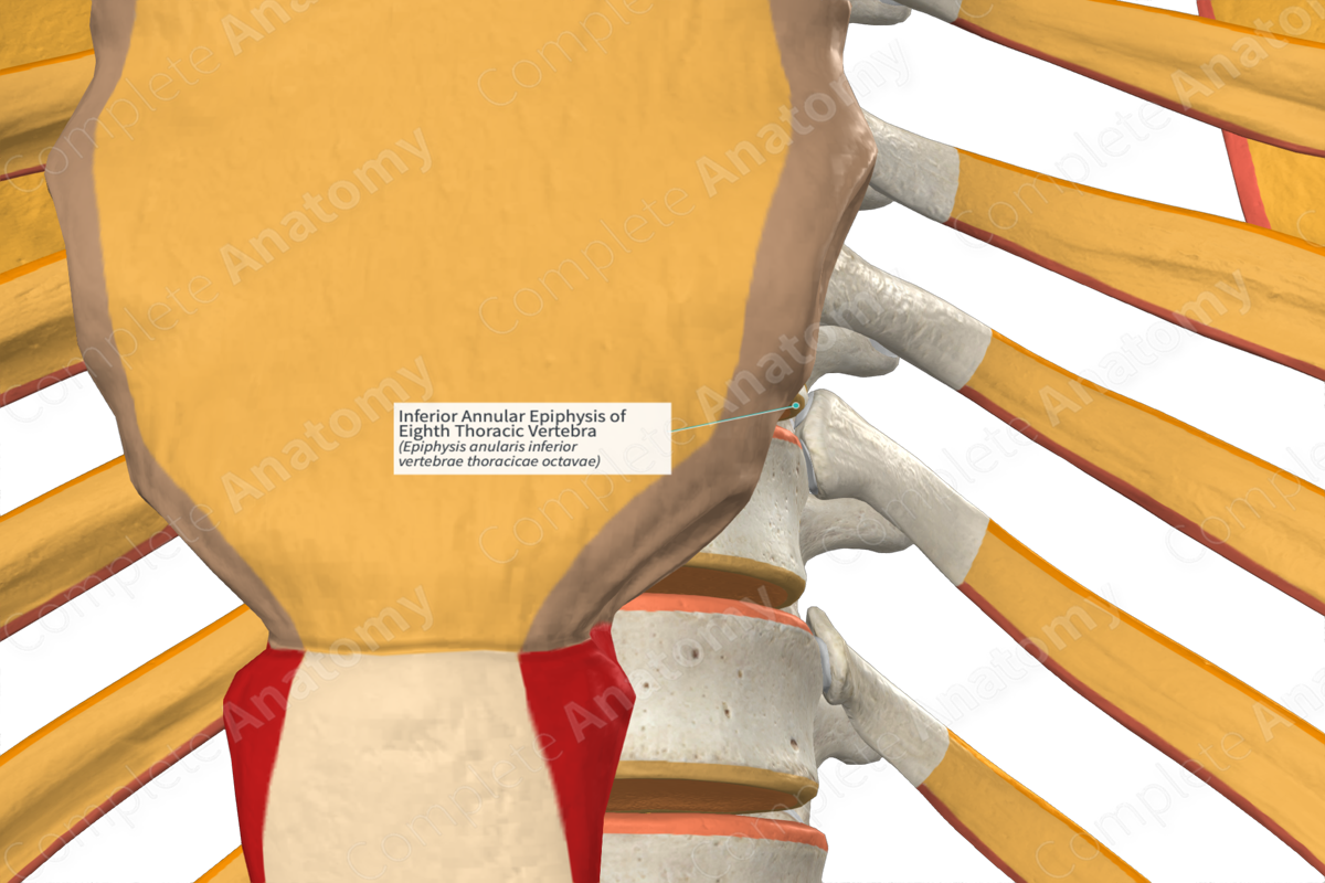 Inferior Annular Epiphysis of Eighth Thoracic Vertebra