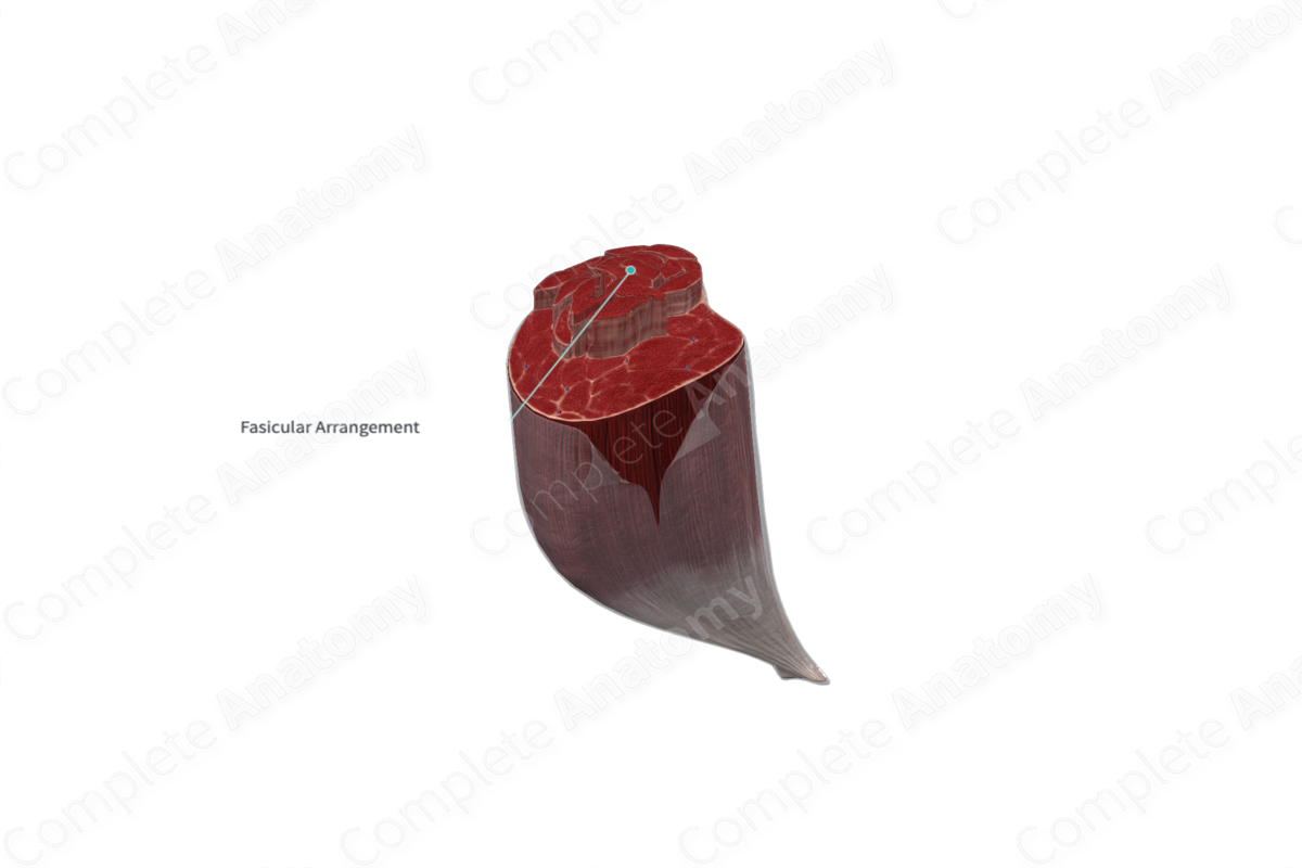 Fasicular Arrangement Complete Anatomy